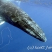 whale_humpback_h_00202_dom3601.jpg